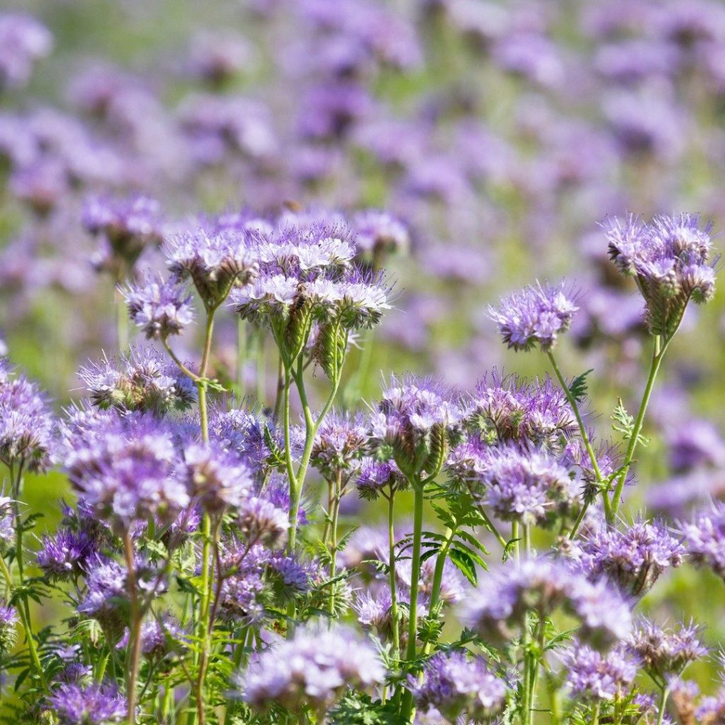 Kwitnąca facelia błękitna,
