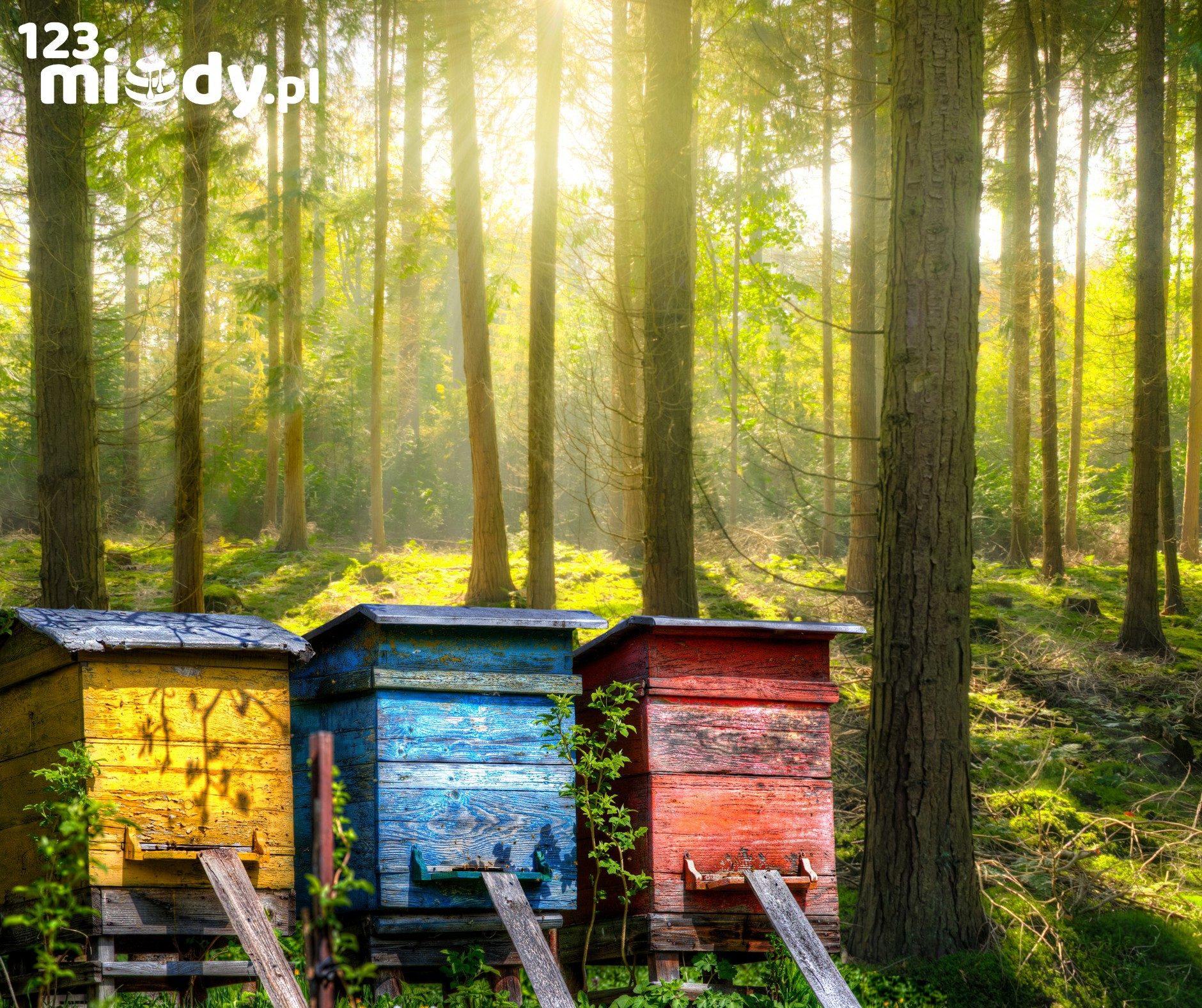 Miod Spadziowy: Właściwości i jak powstaje w pasiece?