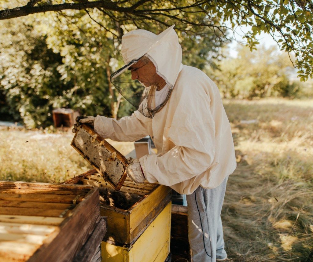 Pszczelarz w pasiece