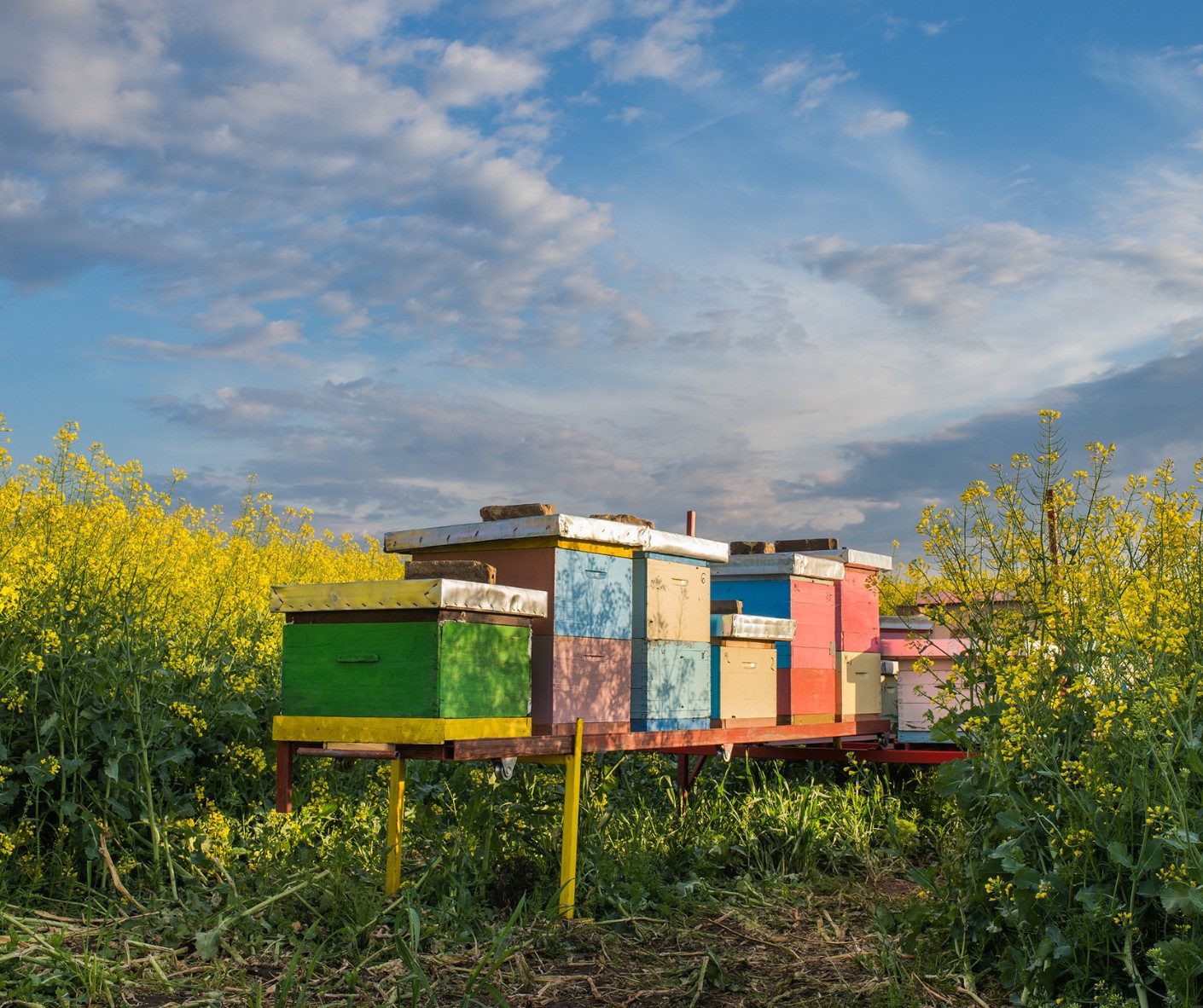 pasieka w polu rzepaku