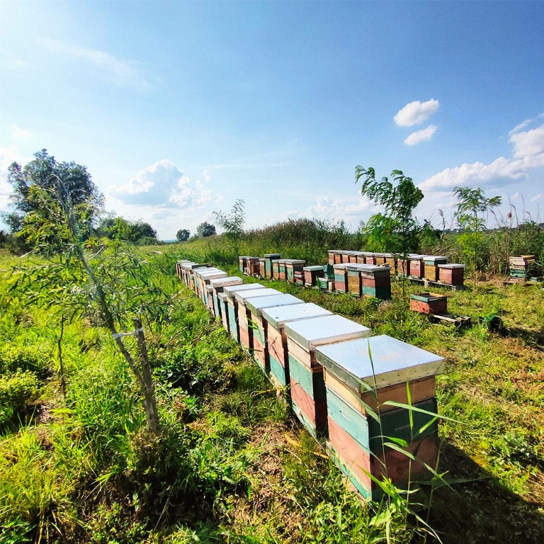 Pasieka Bartosza - Zielona Góra