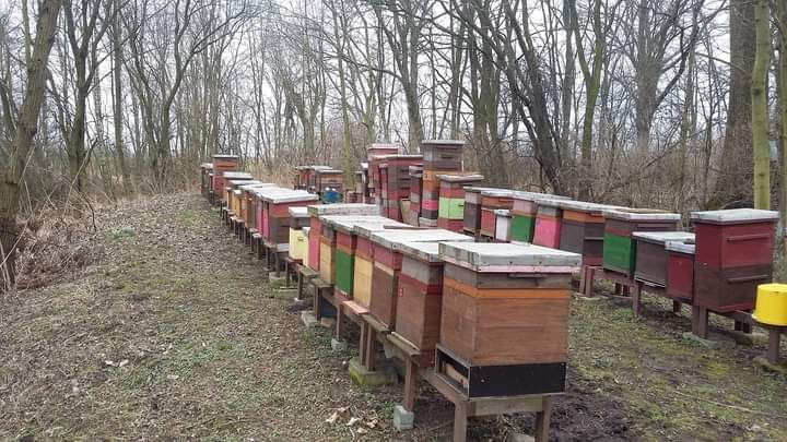 Pasieka pod akacjami i wierzbami  - Brennik