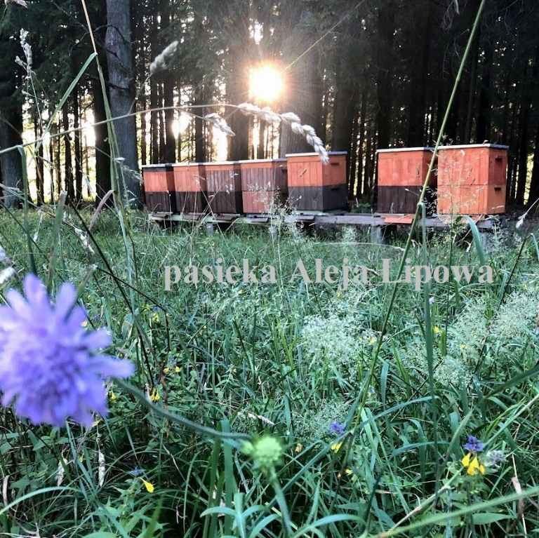 Pasieka Aleja Lipowa - Raczki