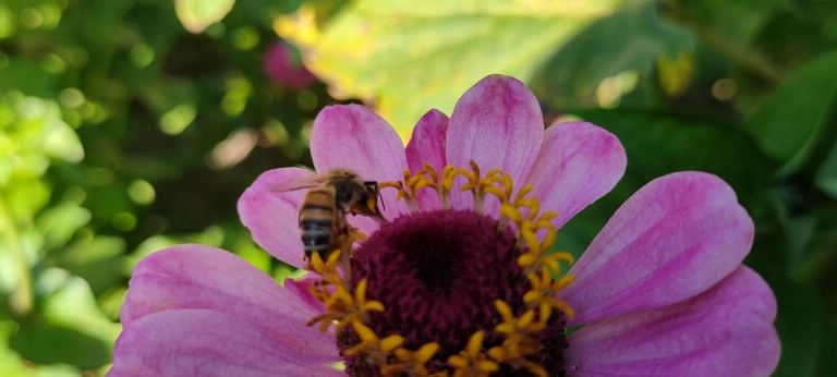 Gospodarstwo pasieczne Piotr Krawczyk - Werechanie