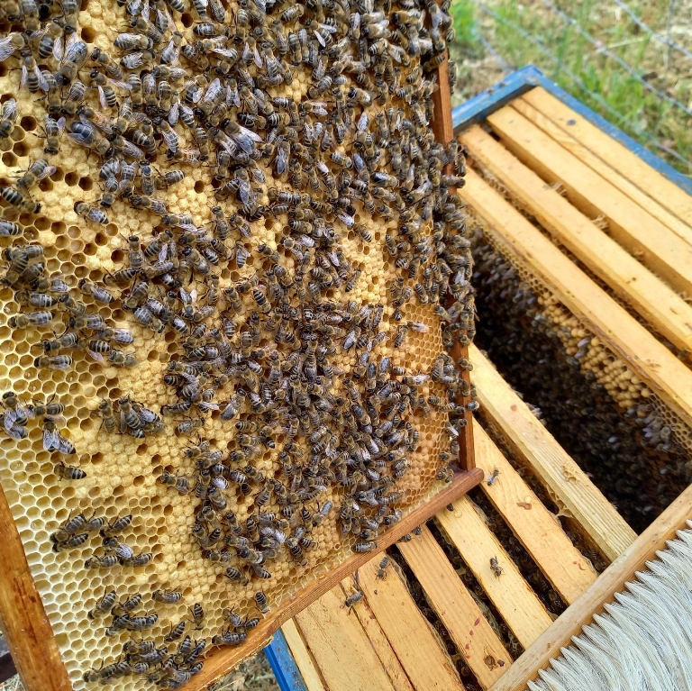 Pasieka DaCo Biereśniewicz - Cigacice
