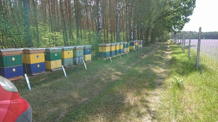 Pasieka 'Bee-Made' - Ryczywół