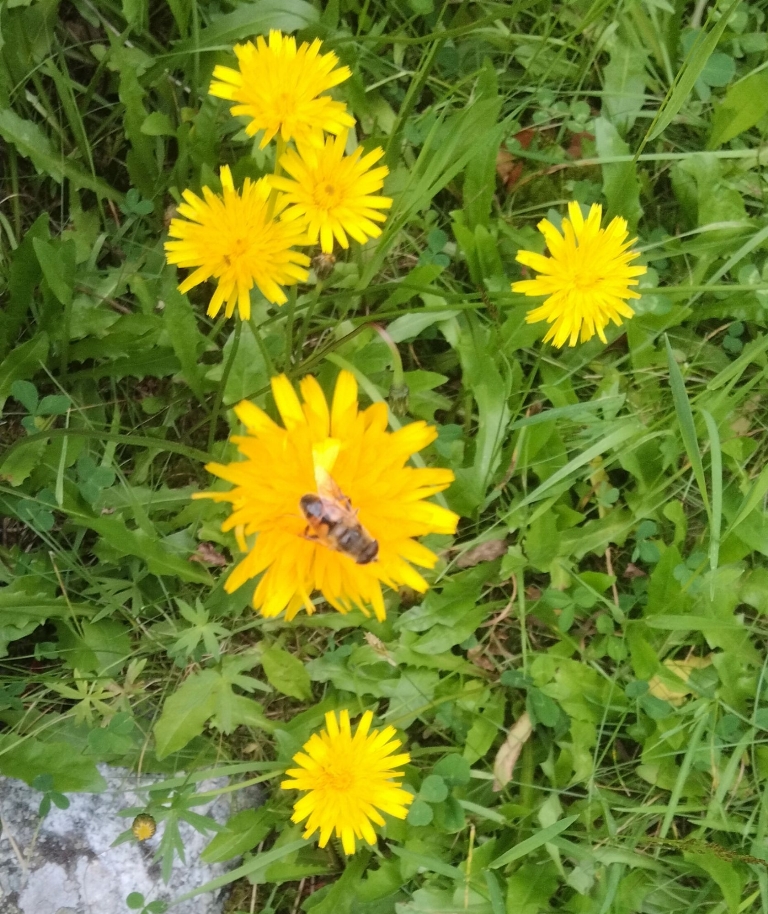 MIODOLAND  - Biała