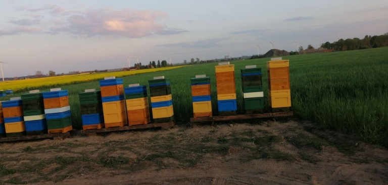 Gospodarstwo pasieczne Najder - Budzyń