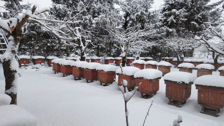 Pasieka rodzinna Wioletta i Piotr Szatkowscy - Kępniewo