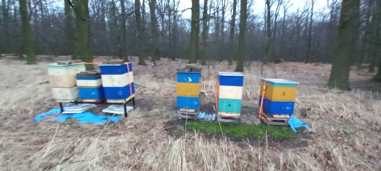 Pasieka Bodzewko  - Bodzewko Pierwsze