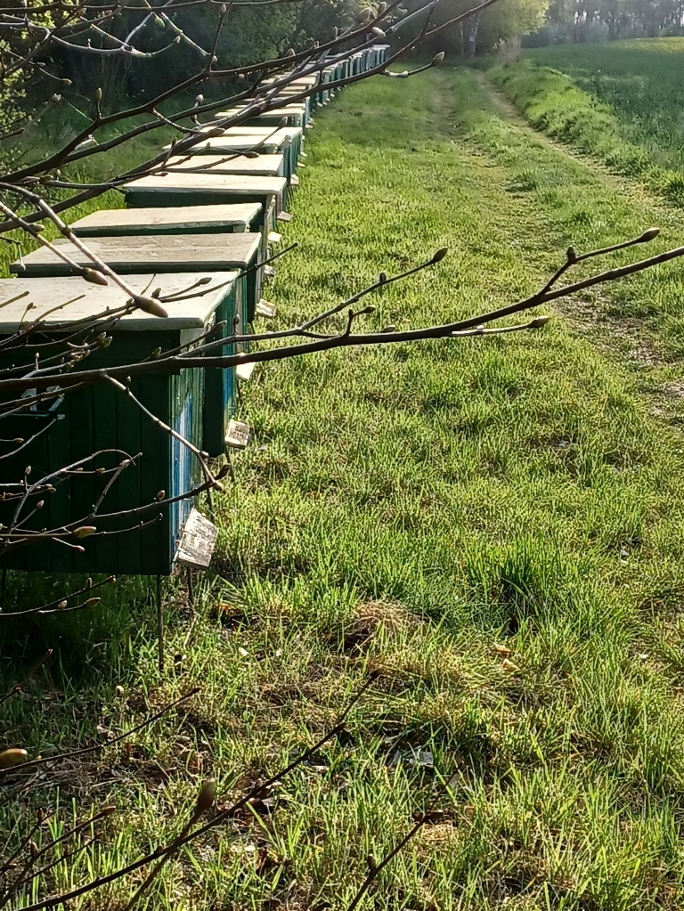 Pasieka DBA - Ośno Lubuskie