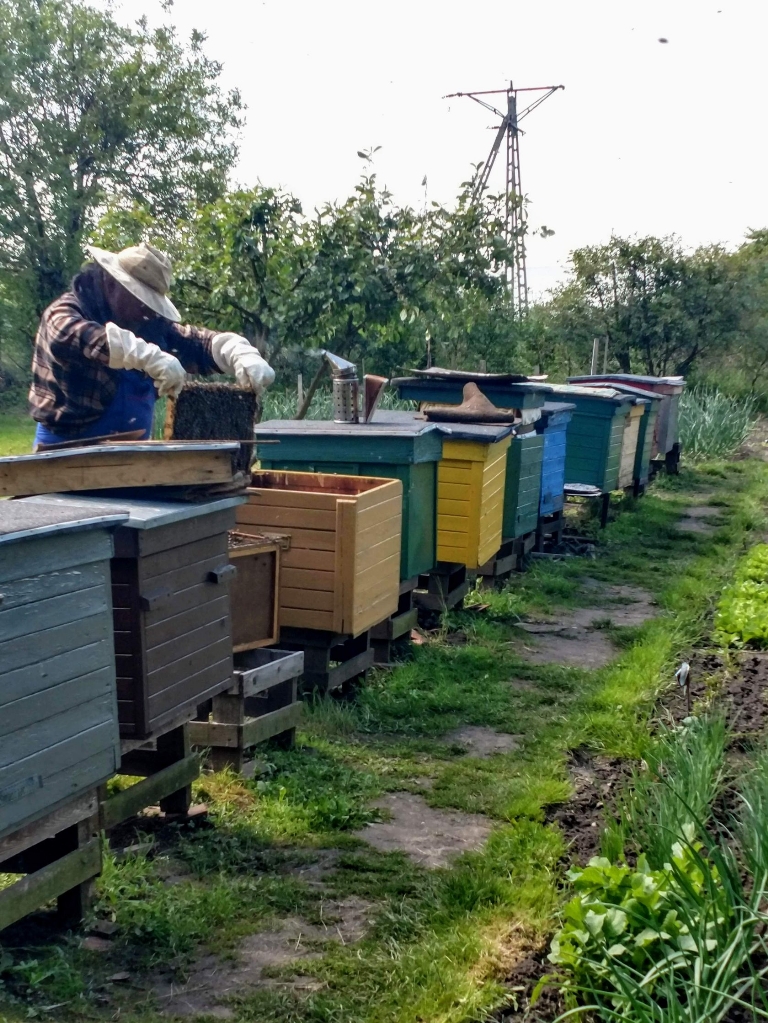 Pasieka Jan Włosik - Zybiszów