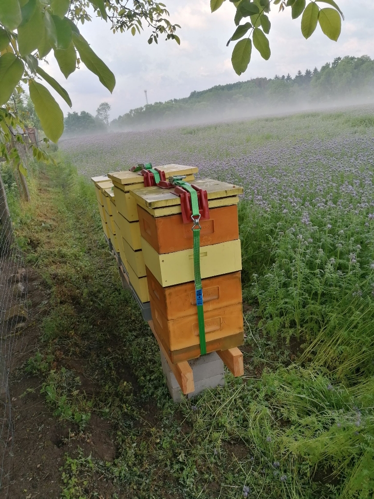 Pasieka 'Małe co nieco' - Dębice
